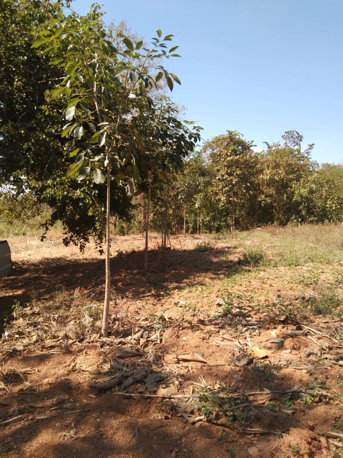 ขายที่ดินต่อรองได้ค่าโอนเจ้าของจ่าย อำเภอหล่มเก่า จังหวัดเพชรบูรณ์