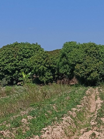 ขายที่ดินทำเลพื้นราบ ถนนใหญ่ผ่านหน้าแปลง อำเภอบ้านไร่ อุทัยธานี 