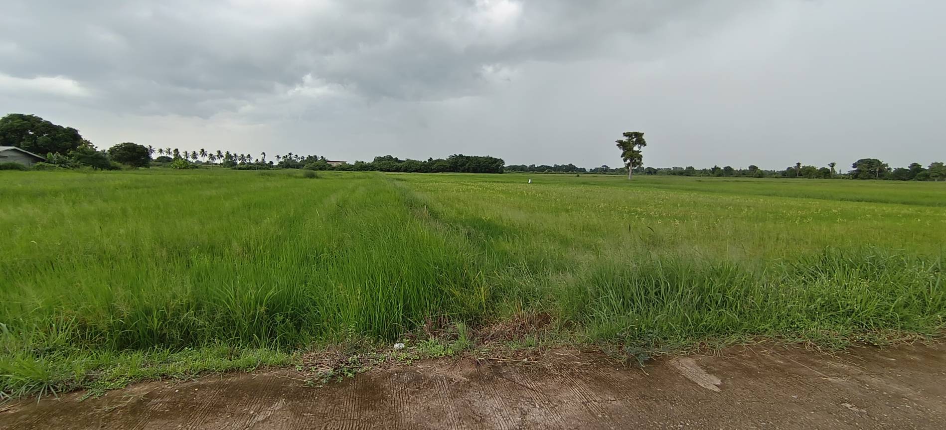 ขายที่ดินเปล่าทำเลดี เจ้าของขายเอง อยู่ในแหล่งชุมชน จังหวัดหนองคาย