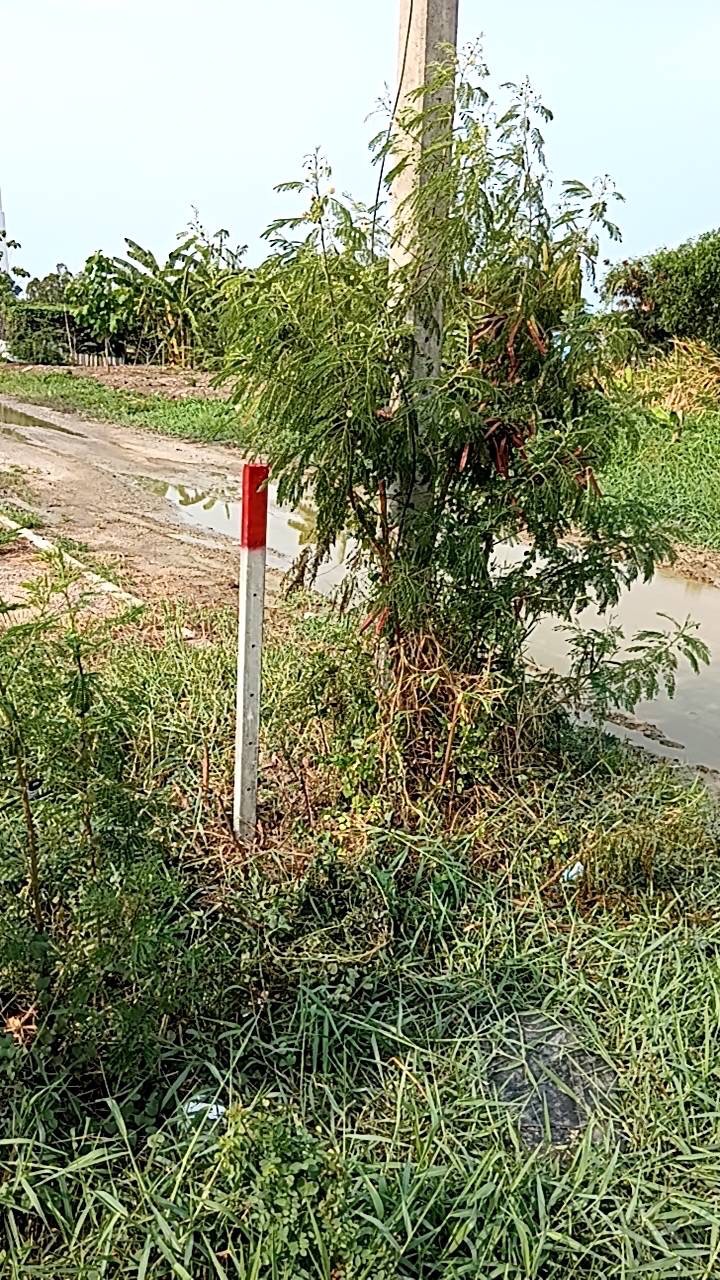 ขายที่ดินราคาพิเศษ เจ้าของขายเอง  อำเภอบางเสาธง สมุทรปราการ