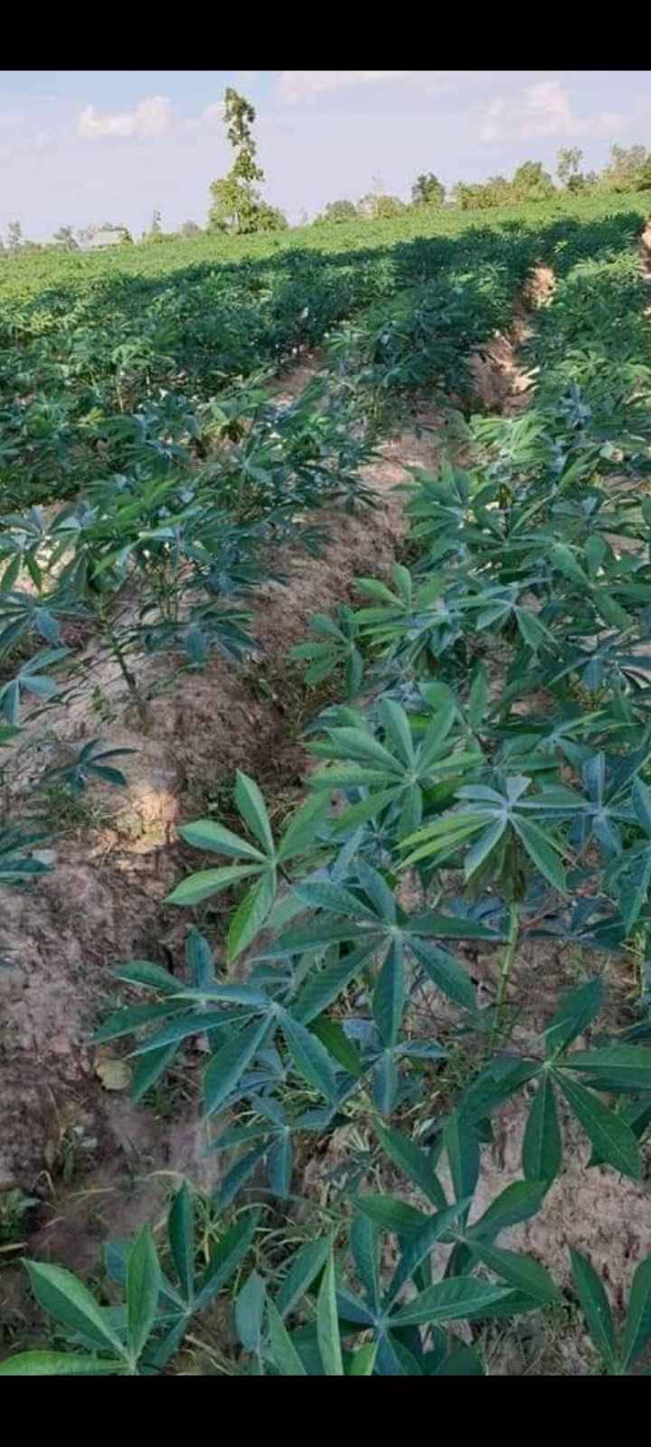 ขายที่ดินทำเลดี บรรยากาศธรรมชาติ เจ้าของขายเอง ราคาต่อได้ อำเภอเบญจ​ลักษณ์​ . จังหวัดศรีสะเกษ​