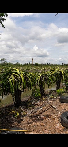 ขายที่ดิน 23 ไร่ 14 ตรางวา เจ้าของขายเอง ตำบลหนองสองห้อง อำเภอบ้านแพ้ว จังหวัดสมุทรสาคร