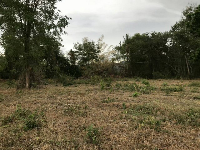 ขายดินทำเลดี ชุมชนดี ไม่เปลี่ยว ติดถนนซอย เจ้าของขายเอง อำเภอสามเงา จังหวัดตาก 