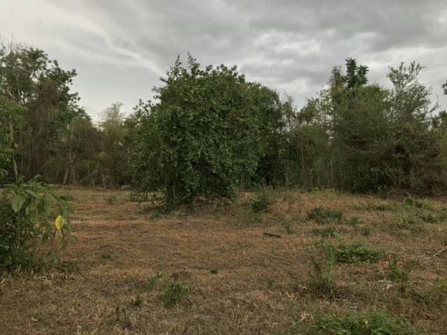 ขายดินทำเลดี ชุมชนดี ไม่เปลี่ยว ติดถนนซอย เจ้าของขายเอง อำเภอสามเงา จังหวัดตาก 