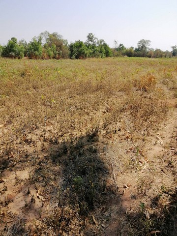 ขายที่ดิน  4ไร่  3 งาน 94 ตารางวา  สามารถ เข้าได้ 2 ทาง ทะลุ ซอย สายรุ้งห่างจากถนนมิตรภาพ 2กก ตำบลสูงเนิน อำเภอสูงเนิน จังหวัดนครราชสีมา