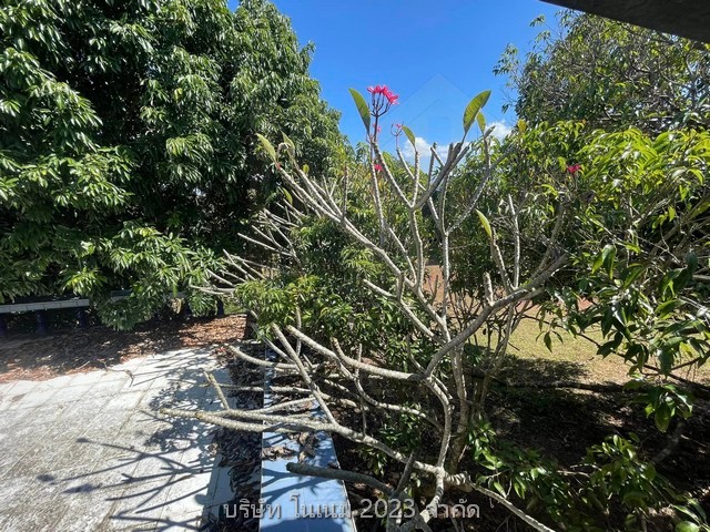 ขายที่ดินพร้อมบ้าน เจ้าของขายเอง เหมาะทำเป็นที่อยู่อาศัยหรือบ้านพักตากอากาศ  ด่านซ้าย จังหวัดเลย