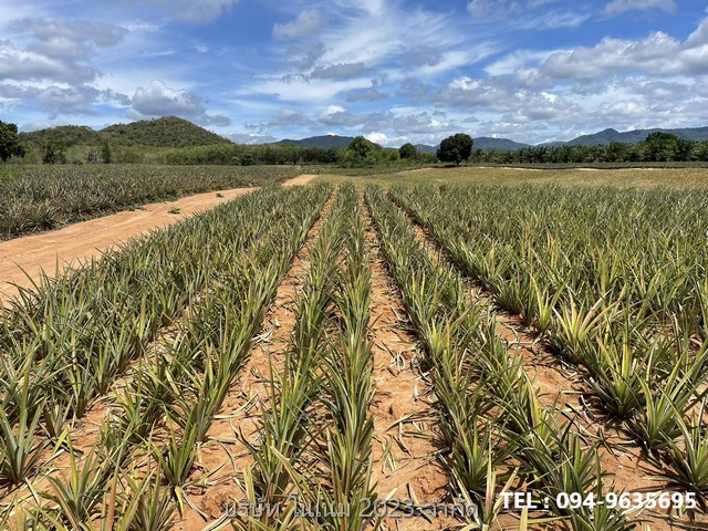 ขายที่ดิน แปลงสวย พื้นที่สีเขียว ติดภูเขา  บ้านยุบพริก ตำบลบ่อนอก อำเภอเมืองประจวบคีรีขันธ์ ประจวบคีรีขันธ์