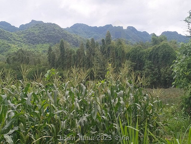 ขายที่ดินผืนงามติดแม่น้ำ เป็น น.ส.3ก. อยู่ในเขตเทศบาลใกล้น้ำตกไทรโยคน้อยและตลาดน้ำตกไทรโยคน้อยมีแหล่งท่องเที่ยวโดยรอบ กาญจนบุรี