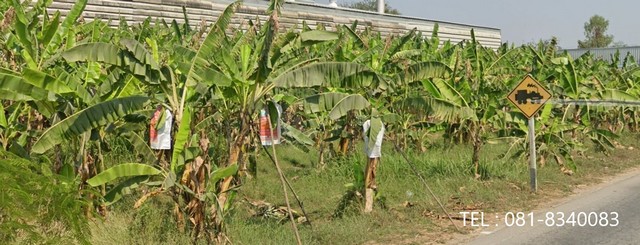 ขายที่ดิน ติดถนนแสงชูโตขาเข้ากรุงเทพ   อำเภอท่ามะกา กาญจนบุรี