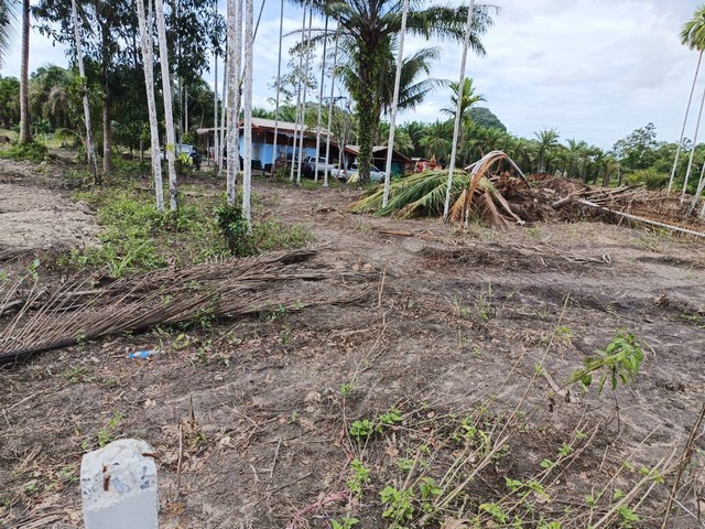 ขายที่ดิน โฉนด 2 แปลง เนื้อที่  6 ไร่ 1 งาน ตำบลนาขา อำเภอหลังสวน จังหวัดชุมพร 