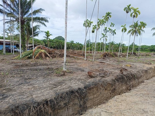 ขายที่ดิน โฉนด 2 แปลง เนื้อที่  6 ไร่ 1 งาน ตำบลนาขา อำเภอหลังสวน จังหวัดชุมพร 