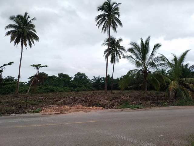 ขายที่ดินเหมาะสร้างบ้าน สร้างคาเฟ่ 