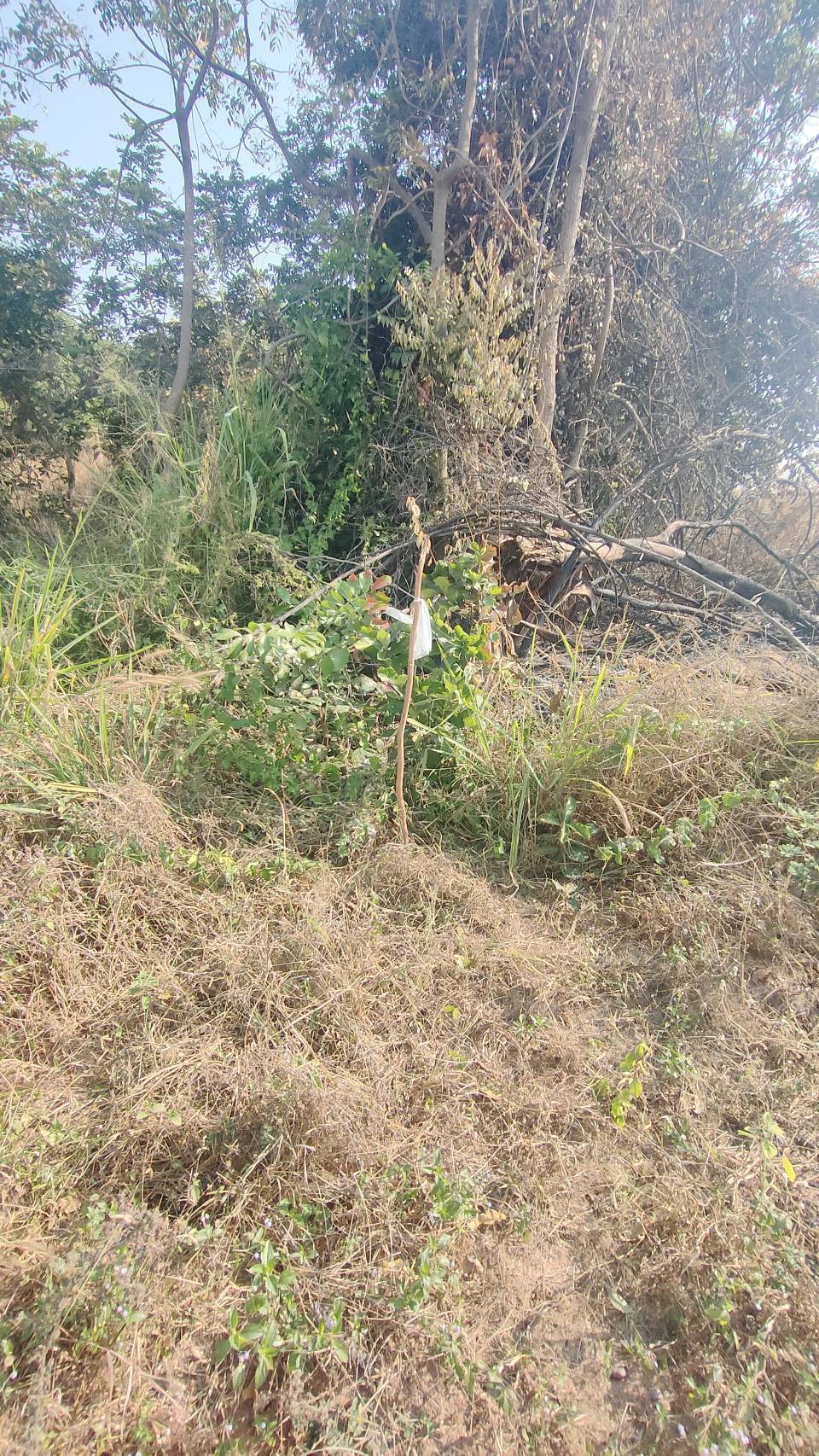 ขายที่ดินเปล่า ที่ติดถนนไม่ไกลจากในเมืองใกล้เขตอุตสาหกรรมสุรนารี เจ้าของขายเอง จังหวัดนครราชสีมา 