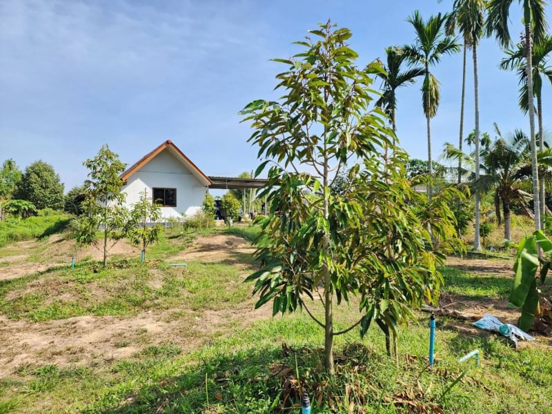 ขายบ้านสวนทุเรียน   ติดคลองปากน้ำกระแส บรรยากาศดี ร่มรื่น ลมพัดผ่านเย็นสบายทัังวัน จังหวัดระยอง