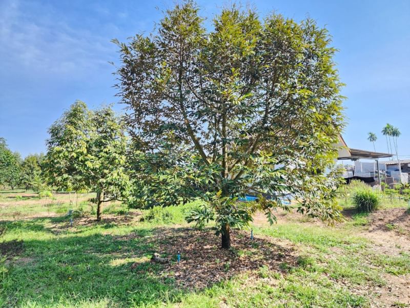 ขายบ้านสวนทุเรียน   ติดคลองปากน้ำกระแส บรรยากาศดี ร่มรื่น ลมพัดผ่านเย็นสบายทัังวัน จังหวัดระยอง