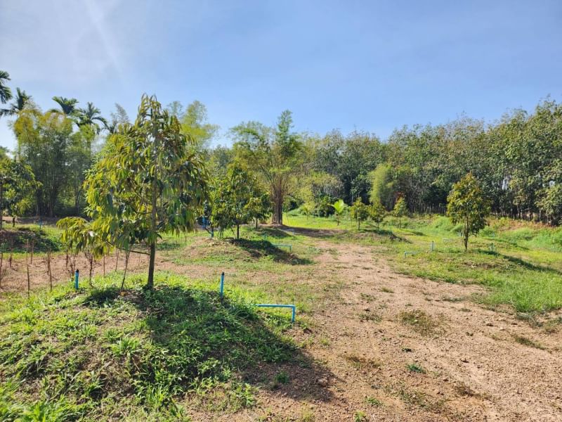 ขายบ้านสวนทุเรียน   ติดคลองปากน้ำกระแส บรรยากาศดี ร่มรื่น ลมพัดผ่านเย็นสบายทัังวัน จังหวัดระยอง