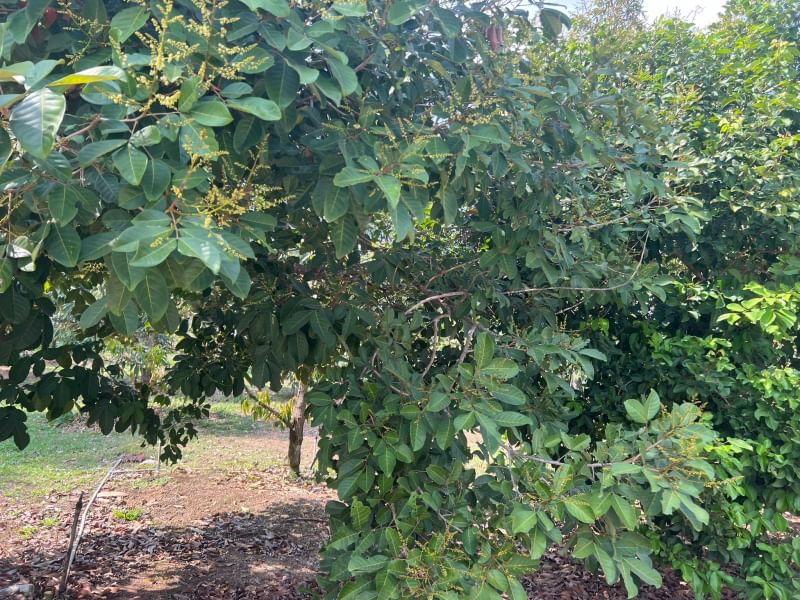 ขายบ้านสวนทุเรียน   ติดคลองปากน้ำกระแส บรรยากาศดี ร่มรื่น ลมพัดผ่านเย็นสบายทัังวัน จังหวัดระยอง