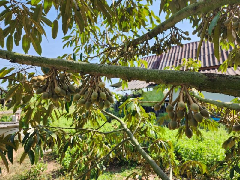 ขายบ้านสวนทุเรียน   ติดคลองปากน้ำกระแส บรรยากาศดี ร่มรื่น ลมพัดผ่านเย็นสบายทัังวัน จังหวัดระยอง