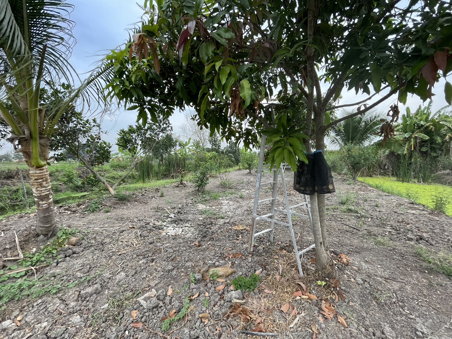 ขายบ้านพร้อมที่ดิน ทำเลทองเจ้าของขายเอง แขวงสามวาตะวันออก เขตคลองสามวา กรุงเทพมหานคร