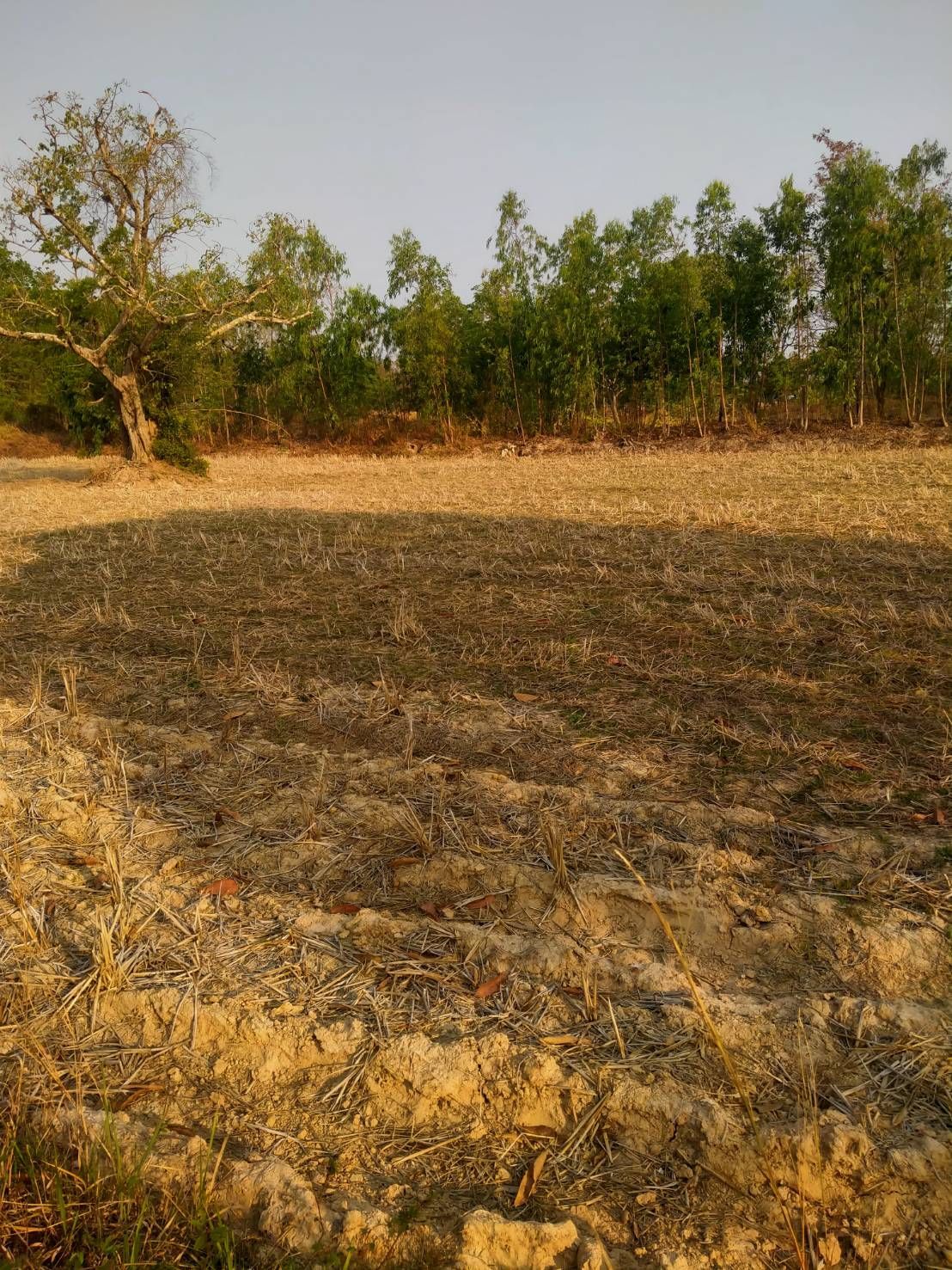 ขายที่ดิน 20 ไร่   เจ้าของขายเอง อำเภอกุฉินารายณ์ จังหวัดกาฬสินธุ์
