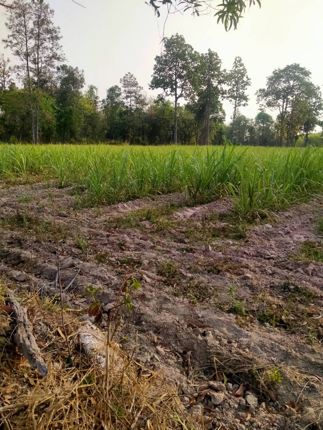 ขายที่ดิน 20 ไร่   เจ้าของขายเอง อำเภอกุฉินารายณ์ จังหวัดกาฬสินธุ์