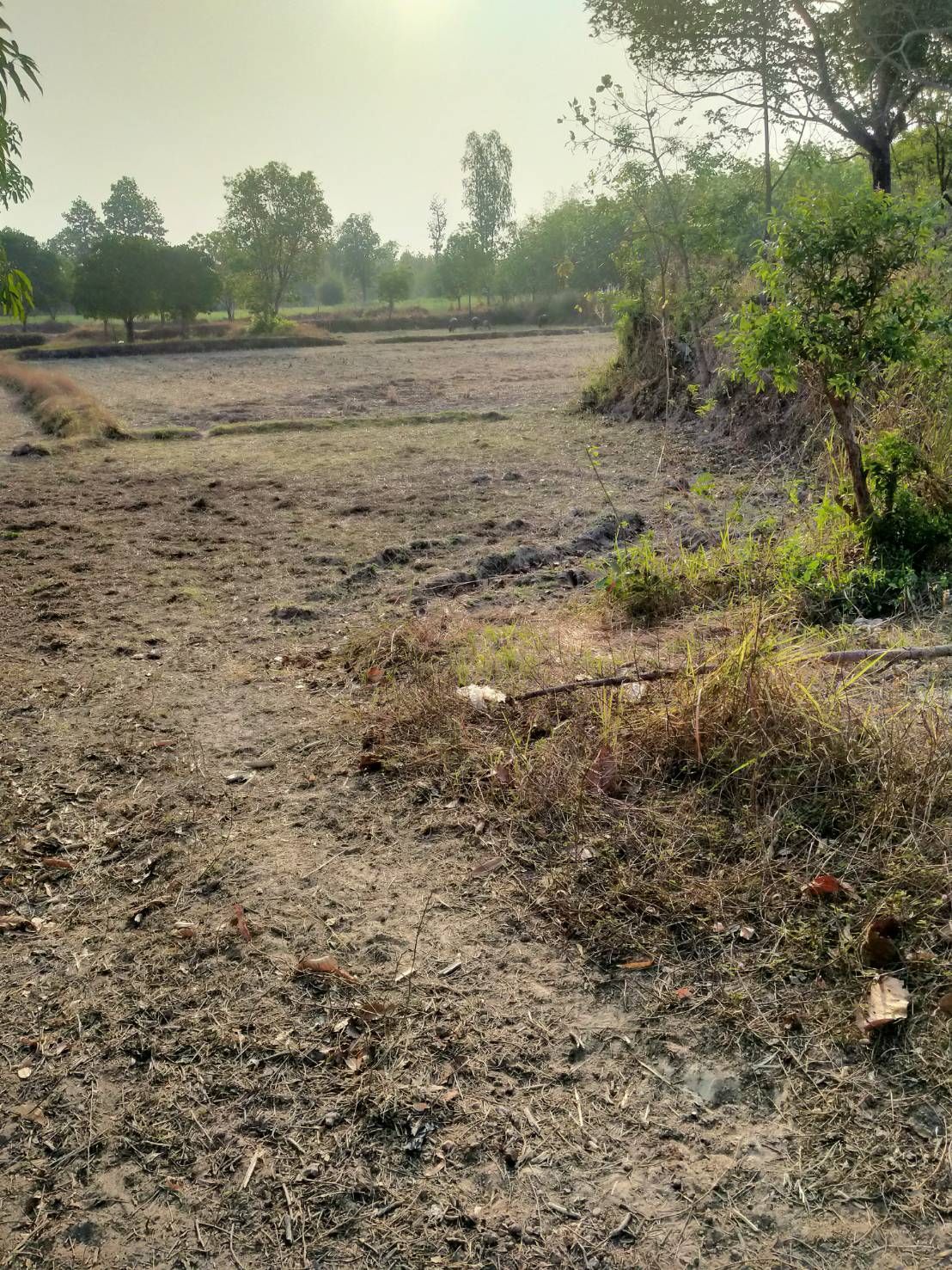 ขายที่ดิน 20 ไร่   เจ้าของขายเอง อำเภอกุฉินารายณ์ จังหวัดกาฬสินธุ์