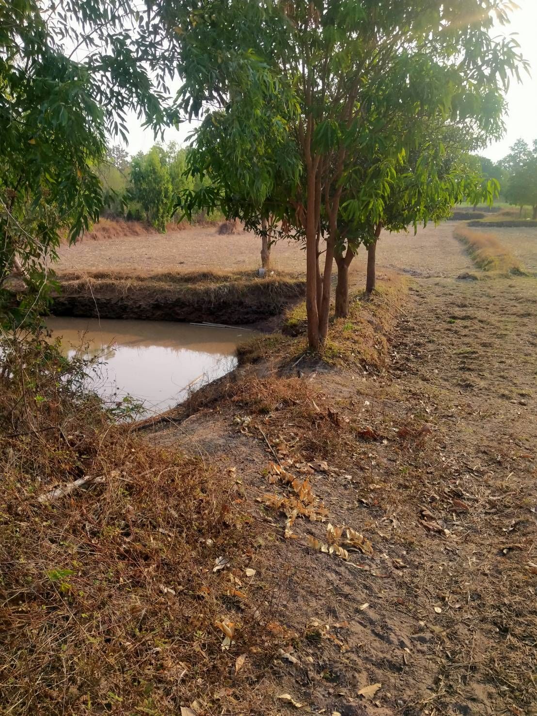 ขายที่ดิน 20 ไร่   เจ้าของขายเอง อำเภอกุฉินารายณ์ จังหวัดกาฬสินธุ์