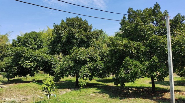 ขายบ้านพร้อมสวนผลไม้ เจ้าของขายเอง   ตำบลอ่างคีรี อำเภอมะขาม จันทบุรี 