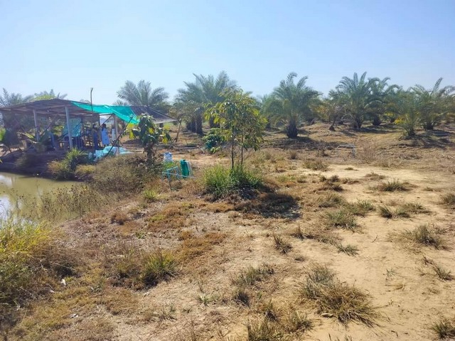 ขายที่ดินพร้อมสวนอินทผาลัม เจ้าของขายเอง ตำบลวังอิทก อำเภอบางระกำ จังหวัดพิษณุโลก