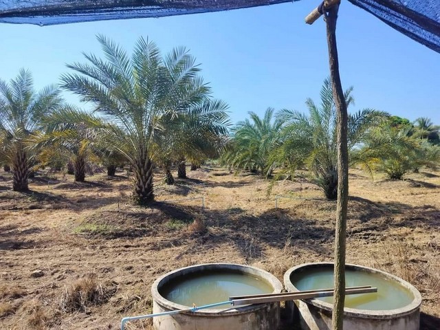 ขายที่ดินพร้อมสวนอินทผาลัม เจ้าของขายเอง ตำบลวังอิทก อำเภอบางระกำ จังหวัดพิษณุโลก