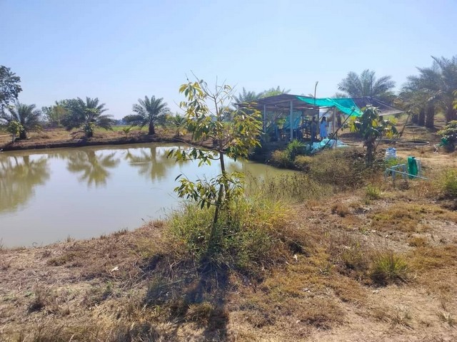 ขายที่ดินพร้อมสวนอินทผาลัม เจ้าของขายเอง ตำบลวังอิทก อำเภอบางระกำ จังหวัดพิษณุโลก