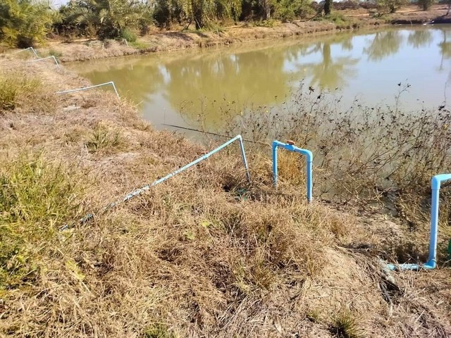 ขายที่ดินพร้อมสวนอินทผาลัม เจ้าของขายเอง ตำบลวังอิทก อำเภอบางระกำ จังหวัดพิษณุโลก