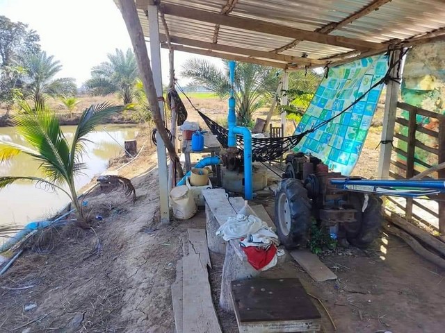 ขายที่ดินพร้อมสวนอินทผาลัม เจ้าของขายเอง ตำบลวังอิทก อำเภอบางระกำ จังหวัดพิษณุโลก