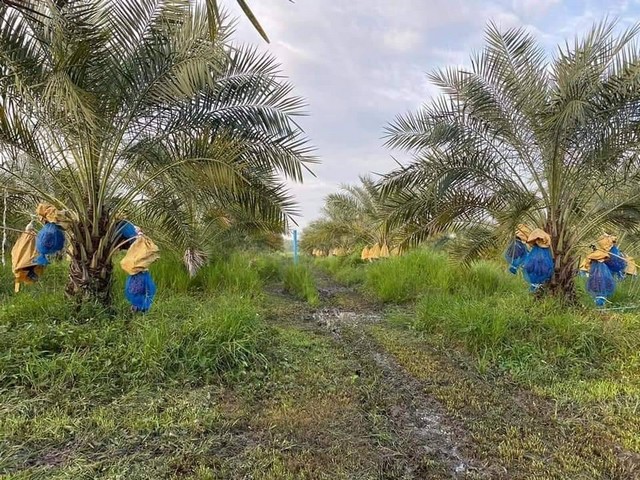 ขายที่ดินพร้อมสวนอินทผาลัม เจ้าของขายเอง ตำบลวังอิทก อำเภอบางระกำ จังหวัดพิษณุโลก