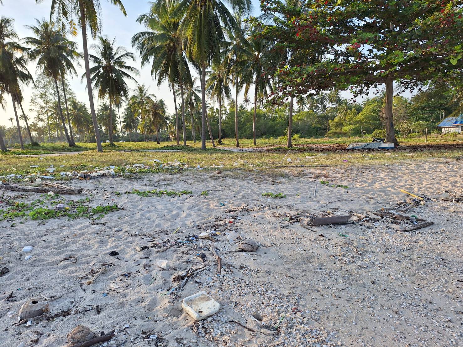 ขายที่ดินติดทะเล เลียบชายทะเลขนอม สิชล5 ไร่ 1 งาน 87 ตารางวา  นครศรีธรรมราช