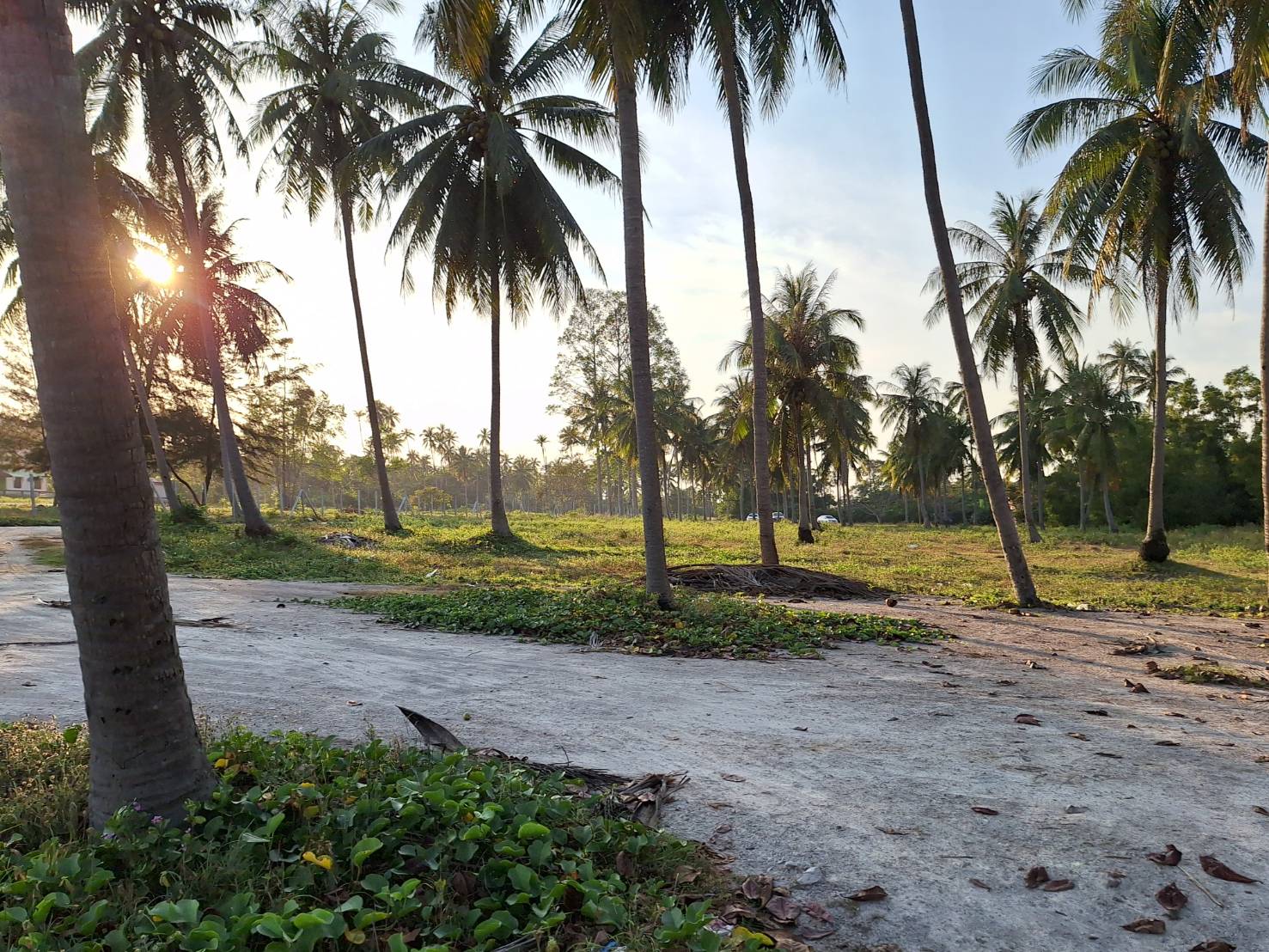 ขายที่ดินติดทะเล เลียบชายทะเลขนอม สิชล5 ไร่ 1 งาน 87 ตารางวา  นครศรีธรรมราช