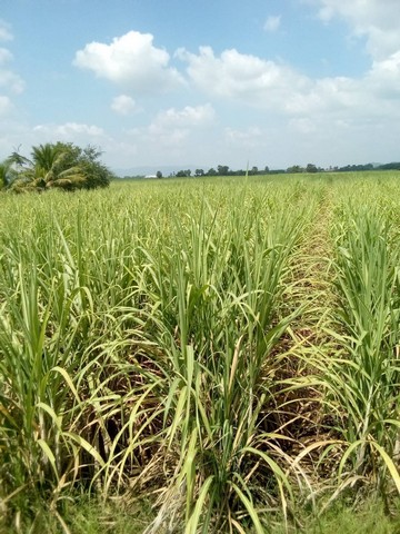 ขายที่ดิน23 ไร่ เจ้าของขายเอง ตำบลโคกแสมสาร อำเภอโคกเจริญ จังหวัดลพบุรี
