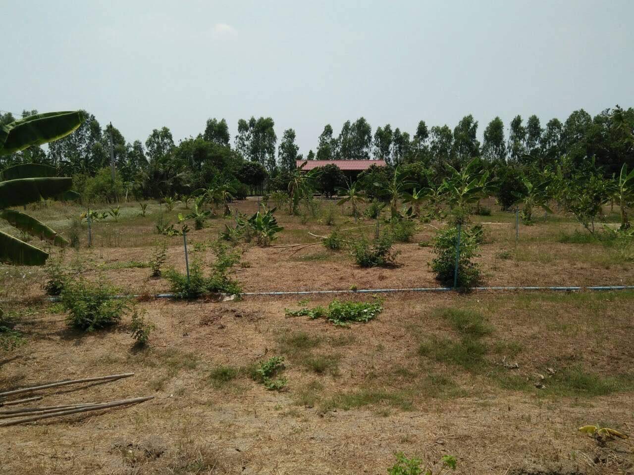 ขายบ้านหมู่บ้านบางนาการ์เด้นท์ 14 ขนาดพื้นที่   165 ตารางเมตร ตำบลบางเสาธง อำเภอบางเสาธง สมุทรปราการ