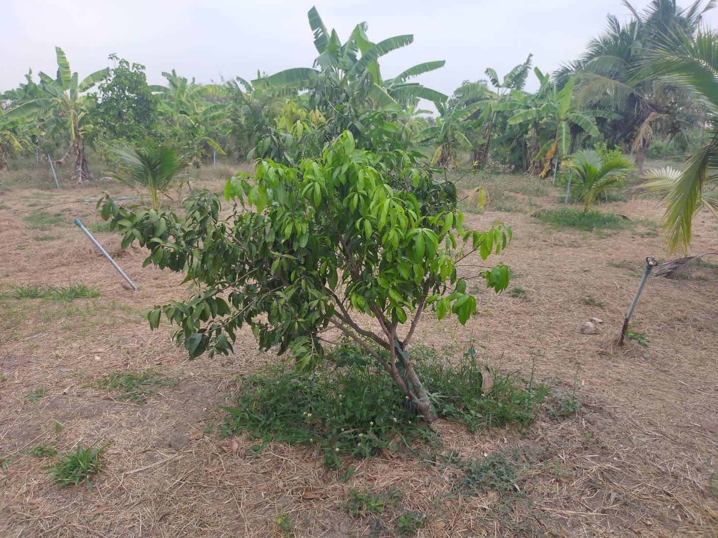 ขายบ้านหมู่บ้านบางนาการ์เด้นท์ 14 ขนาดพื้นที่   165 ตารางเมตร ตำบลบางเสาธง อำเภอบางเสาธง สมุทรปราการ