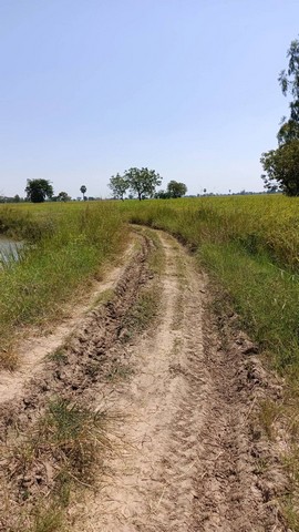 ขายที่ดิน 16 ไร่ 2 งาน 67 ตารางวา เจ้าของขายเอง ตำบลขามเฒ่า อำเภอโนนสูง จังหวัดนครราชสีมา