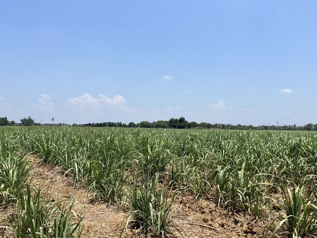 ขายที่ดินเปล่า 70ไร่ มีโฉนดที่ดินพร้อมโอน ติดถนนสาธารณประโยชน์ ตำบลกรับใหญ่ อำเภอบ้านโป่ง จังหวัดราชบุรี 