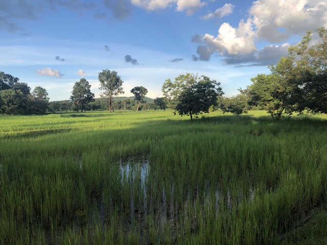 ขายที่ดิน 3 ไร่ 3 งาน 39 ตารางวา ตำบลกุดแห่ อำเภอเลิงนกทา จังหวัดยโสธร 35120