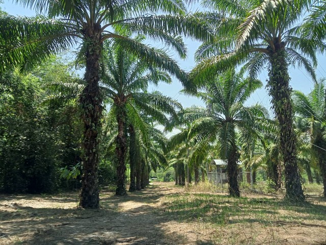 ขายที่ดินสวย 21.5ไร่ เจ้าของขายเอง ตำบลนาชะอัง อำเภอเมืองชุมพร จังหวัดชุมพร