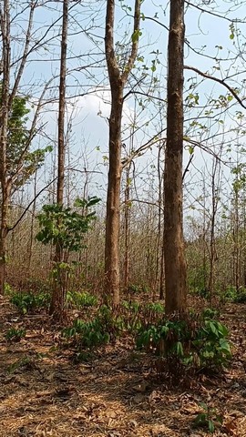 ขายที่ดิน(โฉนดครุฑแดง น.ส.4 จ.) พร้อมต้นสักทองเต็มพื้นที่  6 ไร่ 1 งาน 86.3 ตารางวา จังหวัดแพร่ 