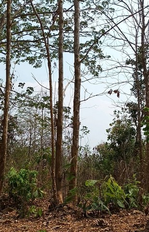 ขายที่ดิน(โฉนดครุฑแดง น.ส.4 จ.) พร้อมต้นสักทองเต็มพื้นที่  6 ไร่ 1 งาน 86.3 ตารางวา จังหวัดแพร่ 