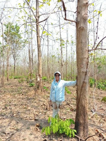 ขายที่ดิน(โฉนดครุฑแดง น.ส.4 จ.) พร้อมต้นสักทองเต็มพื้นที่  6 ไร่ 1 งาน 86.3 ตารางวา จังหวัดแพร่ 