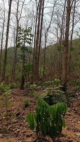 ขายที่ดิน(โฉนดครุฑแดง น.ส.4 จ.) พร้อมต้นสักทองเต็มพื้นที่  6 ไร่ 1 งาน 86.3 ตารางวา จังหวัดแพร่ 