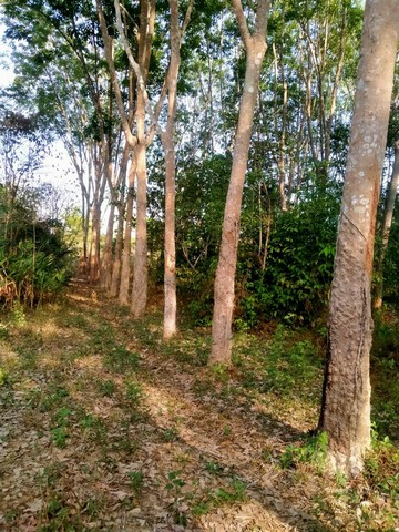 ที่ดินสวนยางพารา1 ไร่ 3 งาน 87 ตารางวา จังหวัดสุราษฎร์ธานี (หลังสวนพนาพันธ์) 