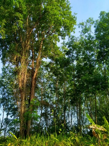 ที่ดินสวนยางพารา1 ไร่ 3 งาน 87 ตารางวา จังหวัดสุราษฎร์ธานี (หลังสวนพนาพันธ์) 