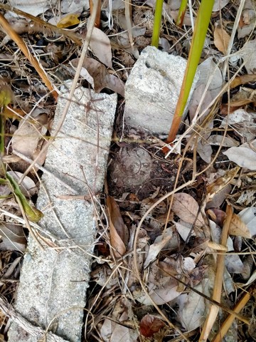 ที่ดินสวนยางพารา1 ไร่ 3 งาน 87 ตารางวา จังหวัดสุราษฎร์ธานี (หลังสวนพนาพันธ์) 